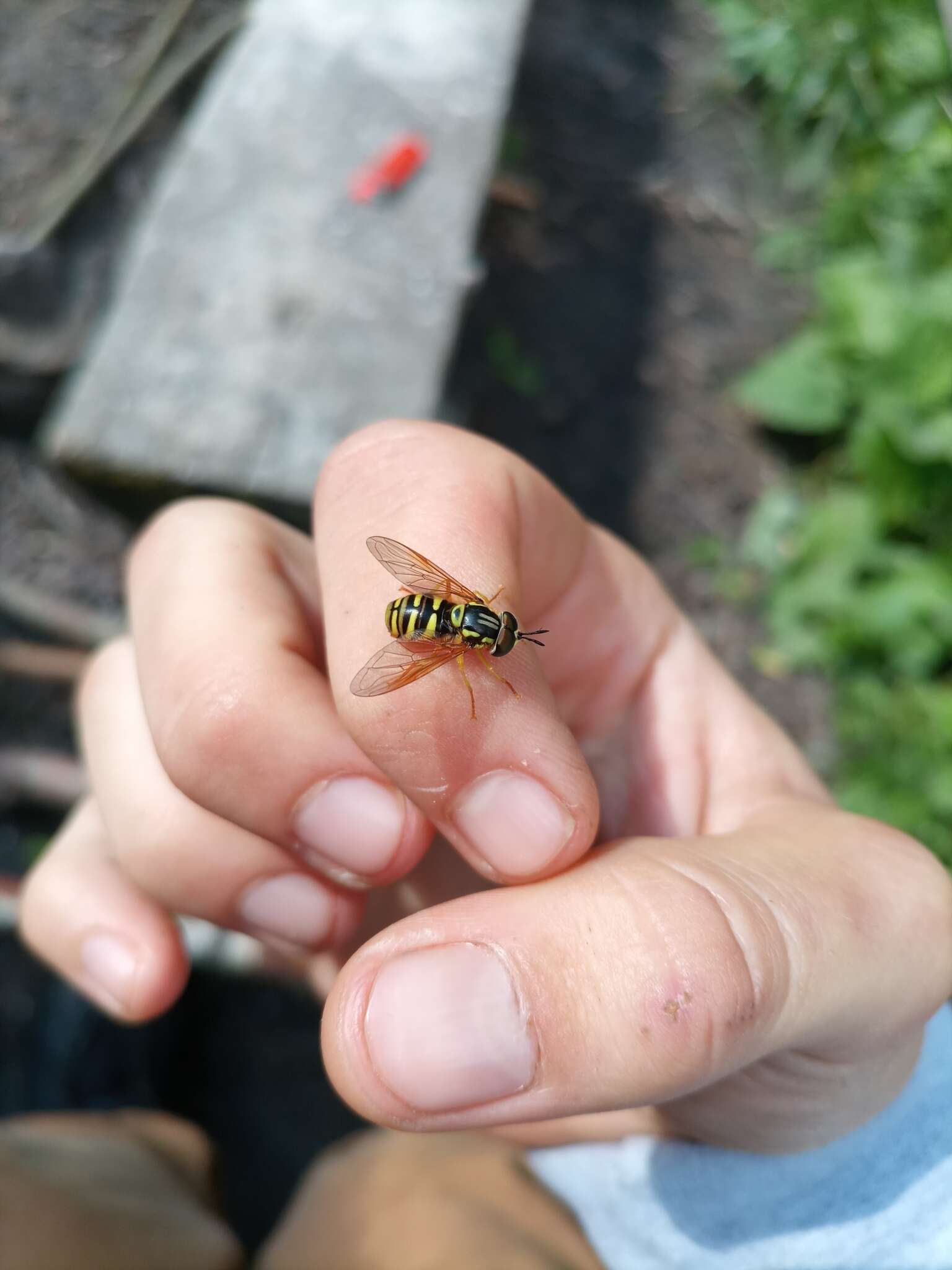 Image de Chrysotoxum verralli Collin 1940