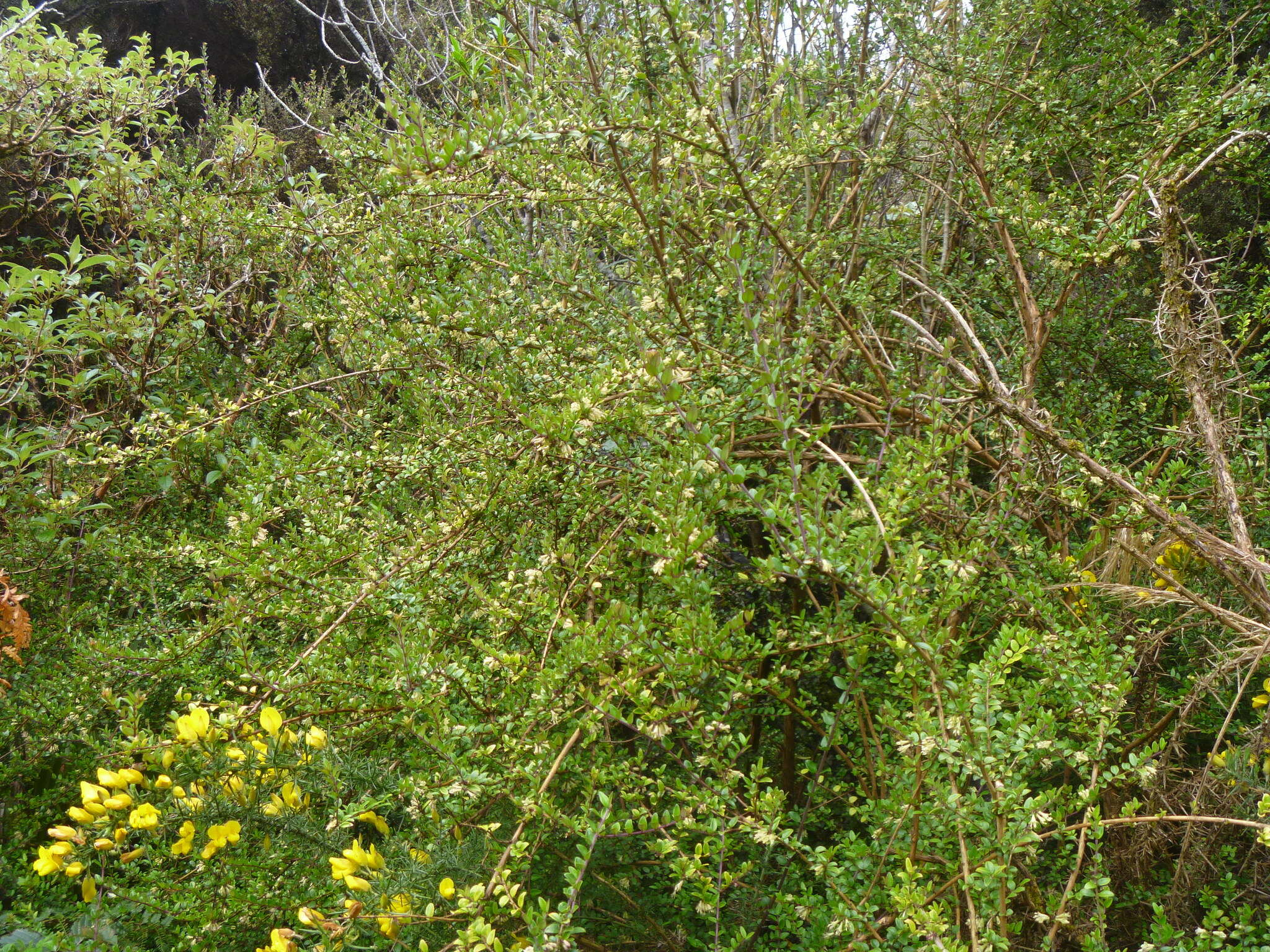 Sivun Lonicera pileata var. yunnanensis (Franch.) Bernd Schulz kuva