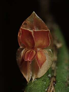 Image of Lepanthes pseudomucronata L. Jost & Luer