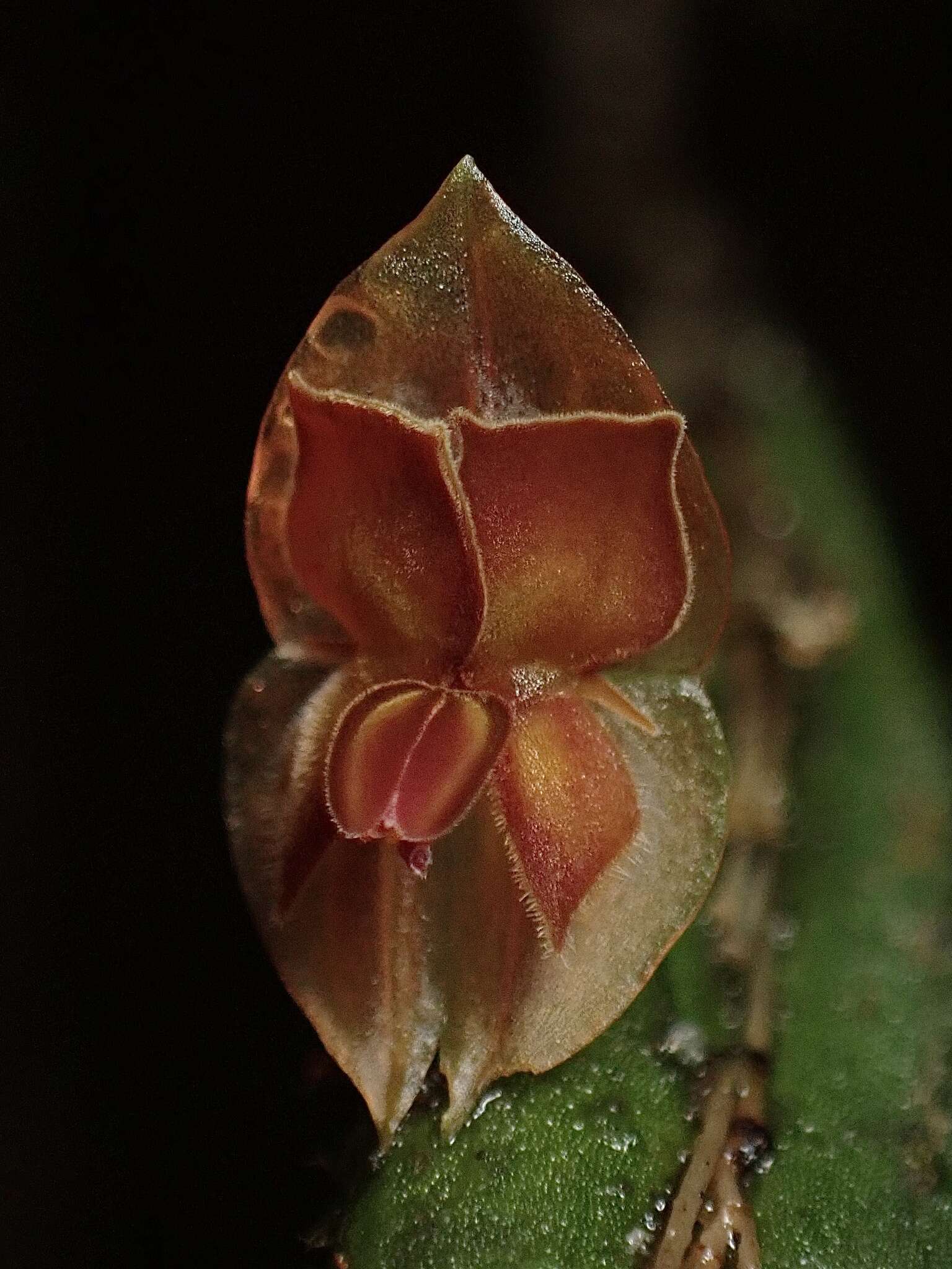 Image de Lepanthes pseudomucronata L. Jost & Luer