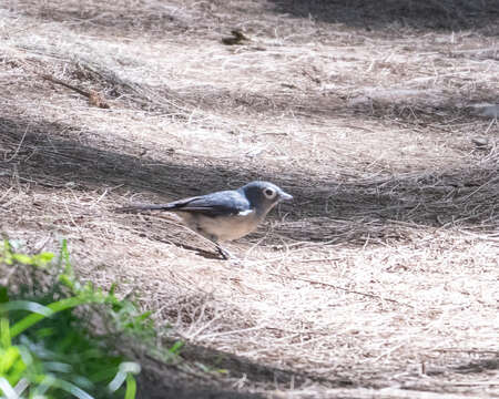 Image of White-eyed Slaty Flycatcher