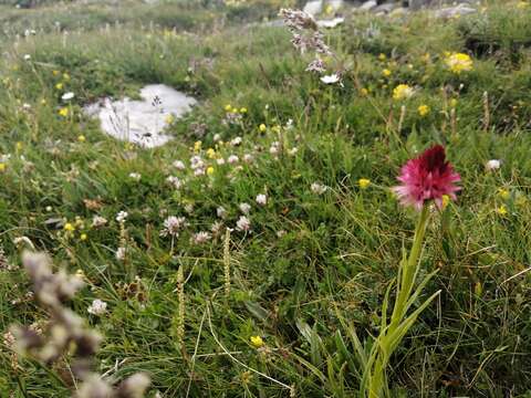 Слика од Gymnadenia corneliana (Beauverd) Teppner & E. Klein