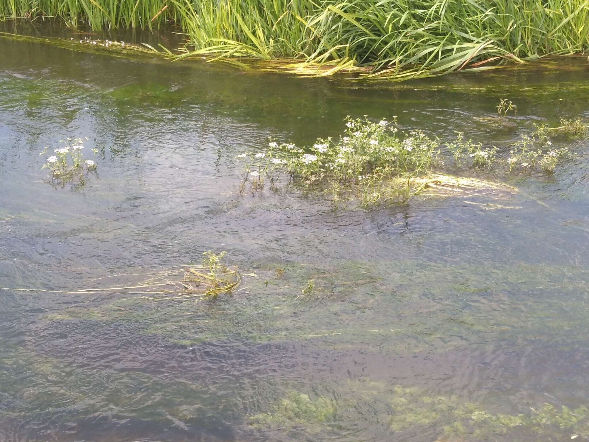 Image of River Water-dropwort