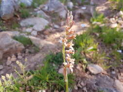 Image of Dipcadi serotinum (L.) Medik.