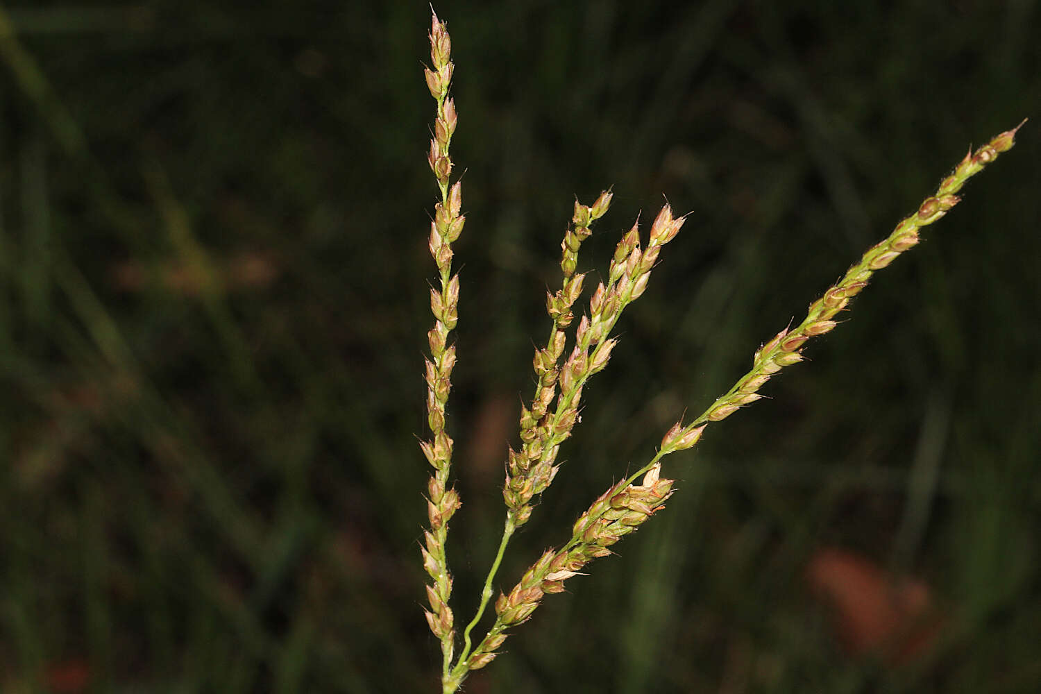 Image of Alloteropsis semialata (R. Br.) Hitchc.