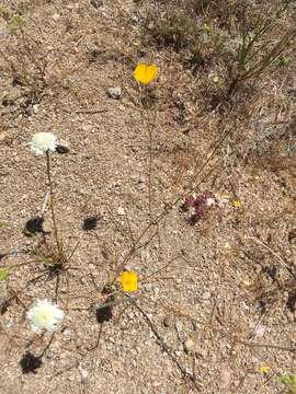 Image of Eschscholzia androuxii Still