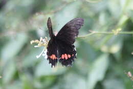 Image de Papilio anchisiades Esper 1788