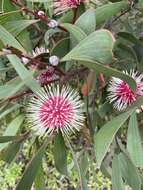 Image of Pincushion hakea