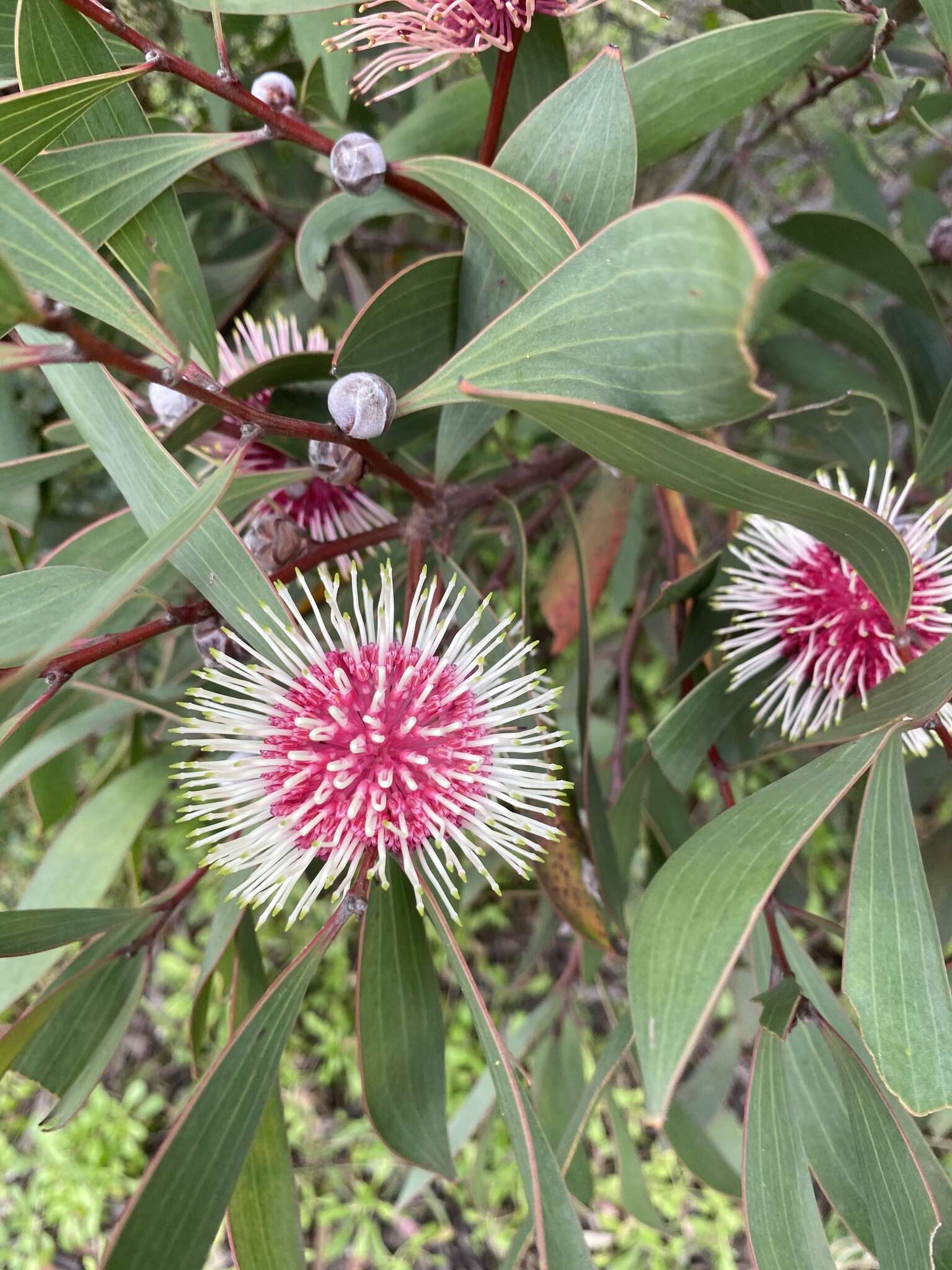 Image of Pincushion hakea