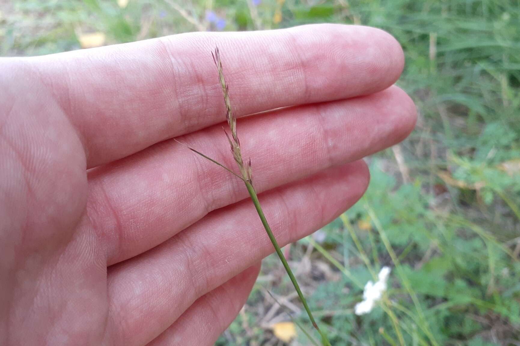 Image of poverty dropseed