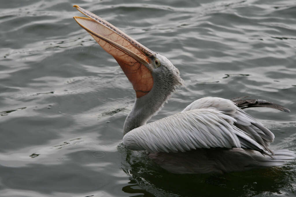 Image of Grey Pelican