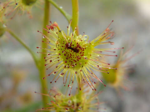 Drosera gunniana的圖片