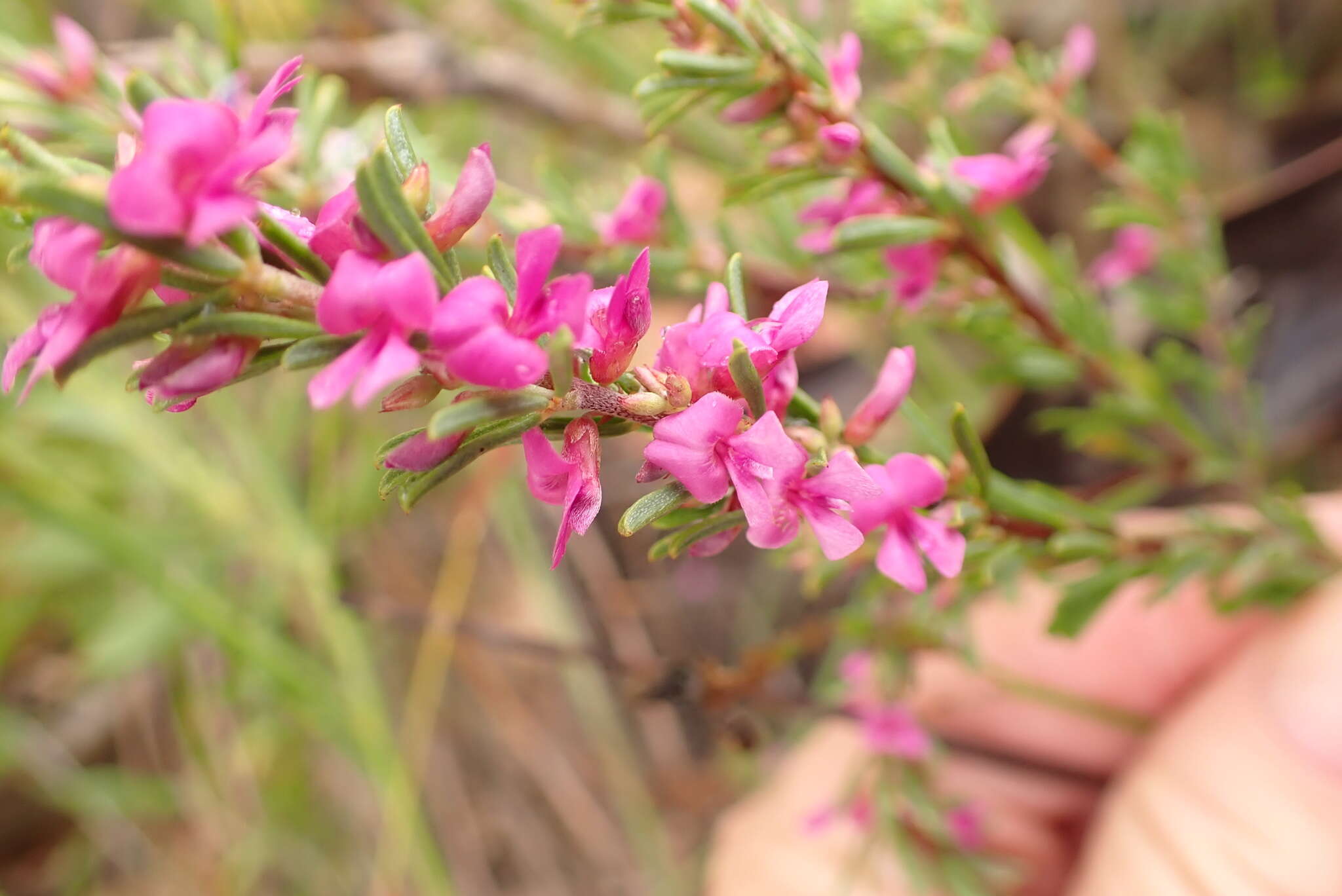 Слика од Indigofera pappei Fourc.