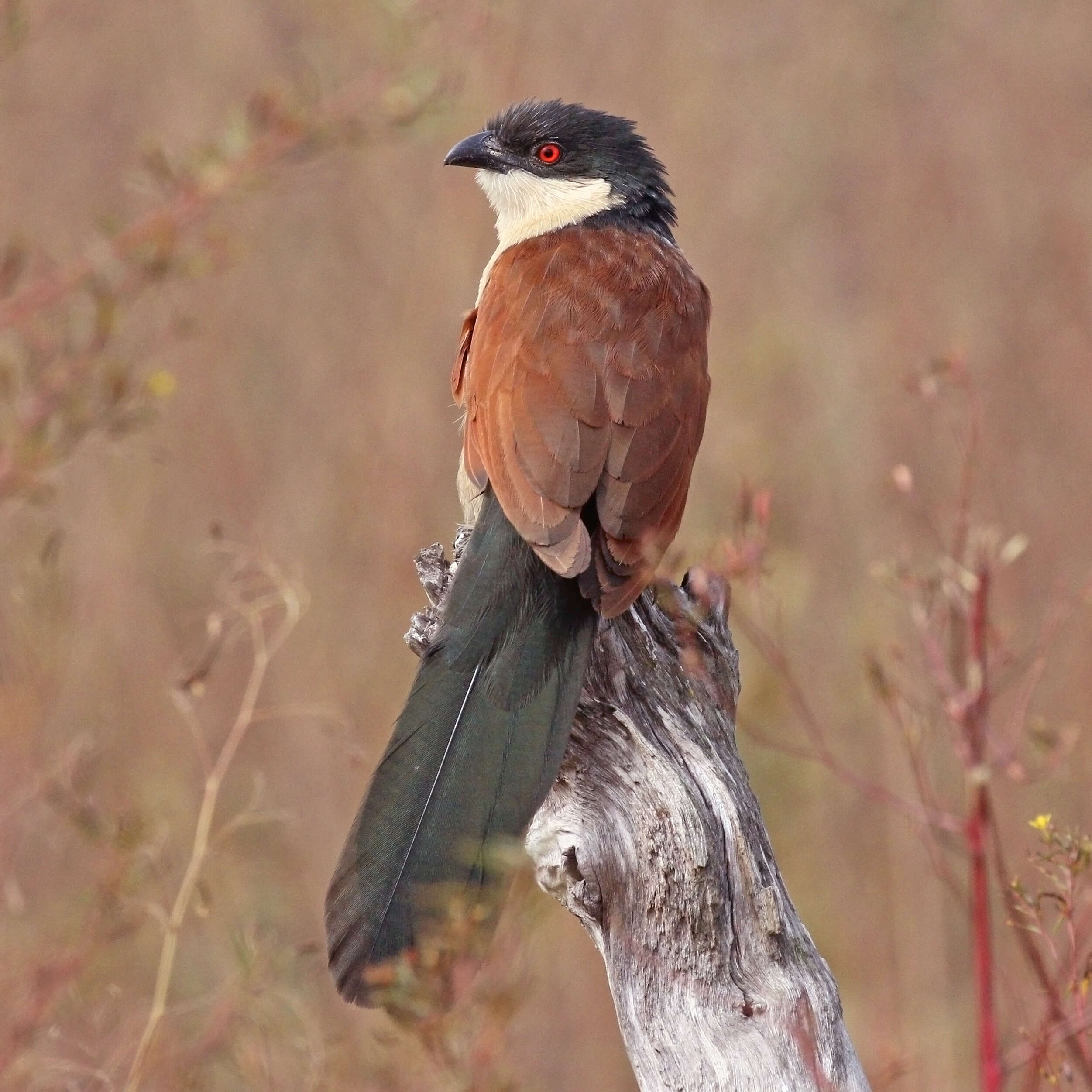 Plancia ëd Centropus senegalensis (Linnaeus 1766)