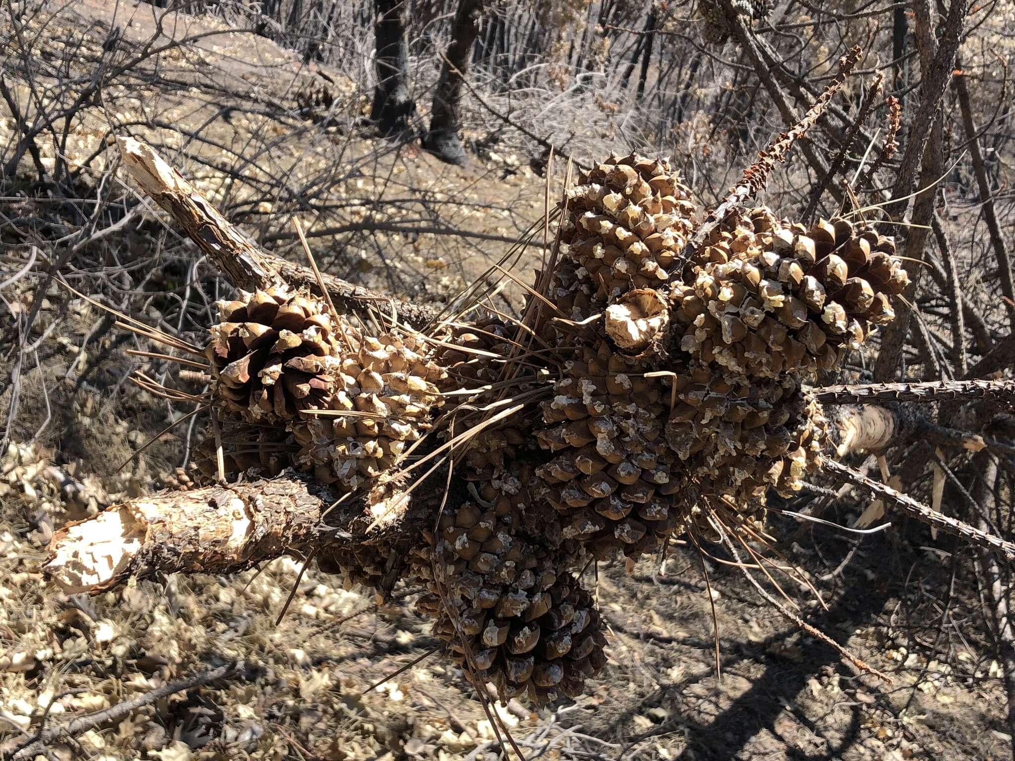 Imagem de Pinus attenuata Lemmon