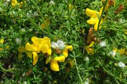 Image of striated broom