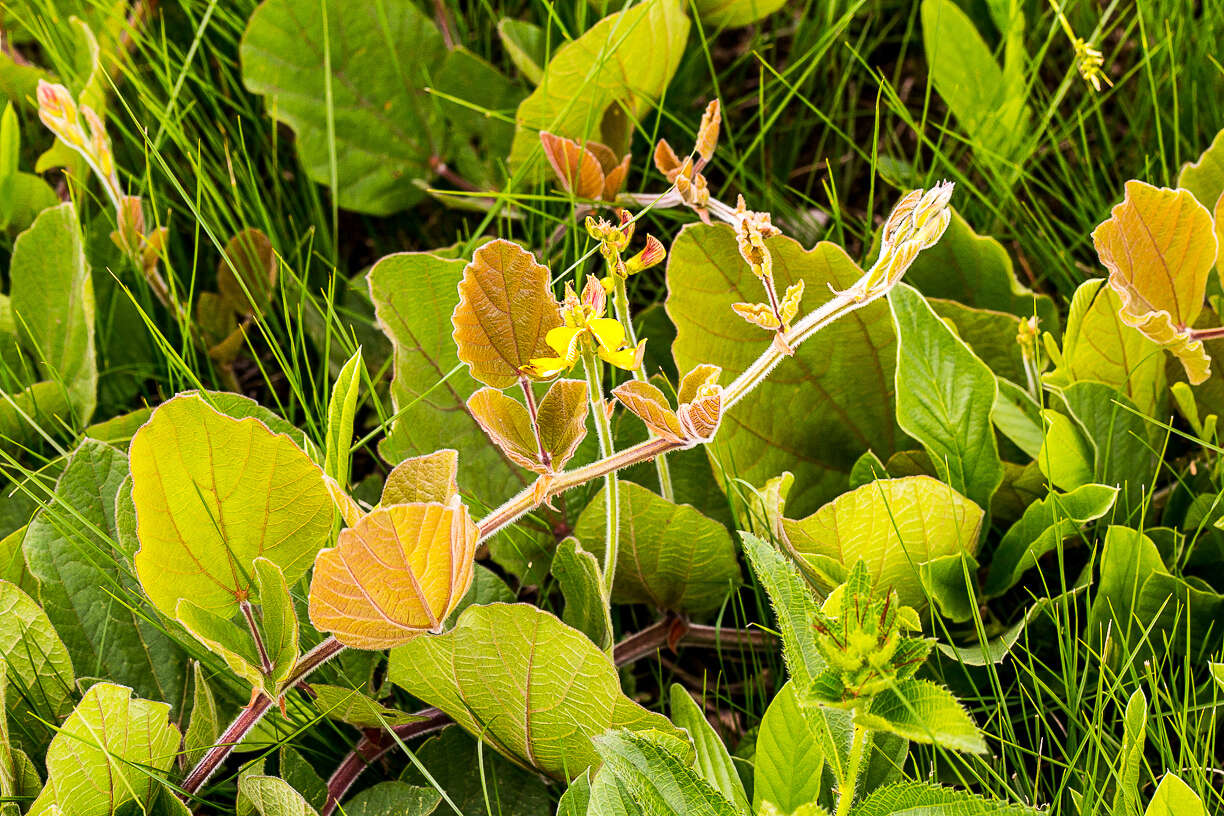 Imagem de Rhynchosia villosa (Meissner) Druce