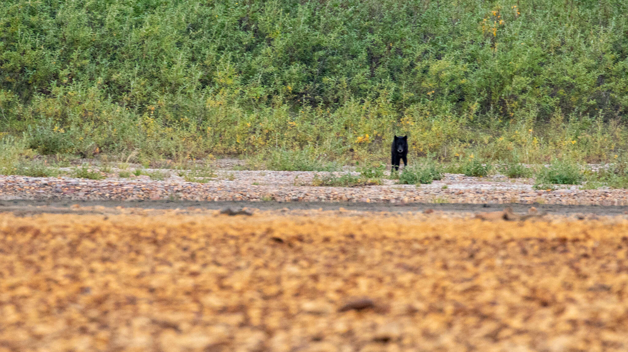 Image of Arctic wolf