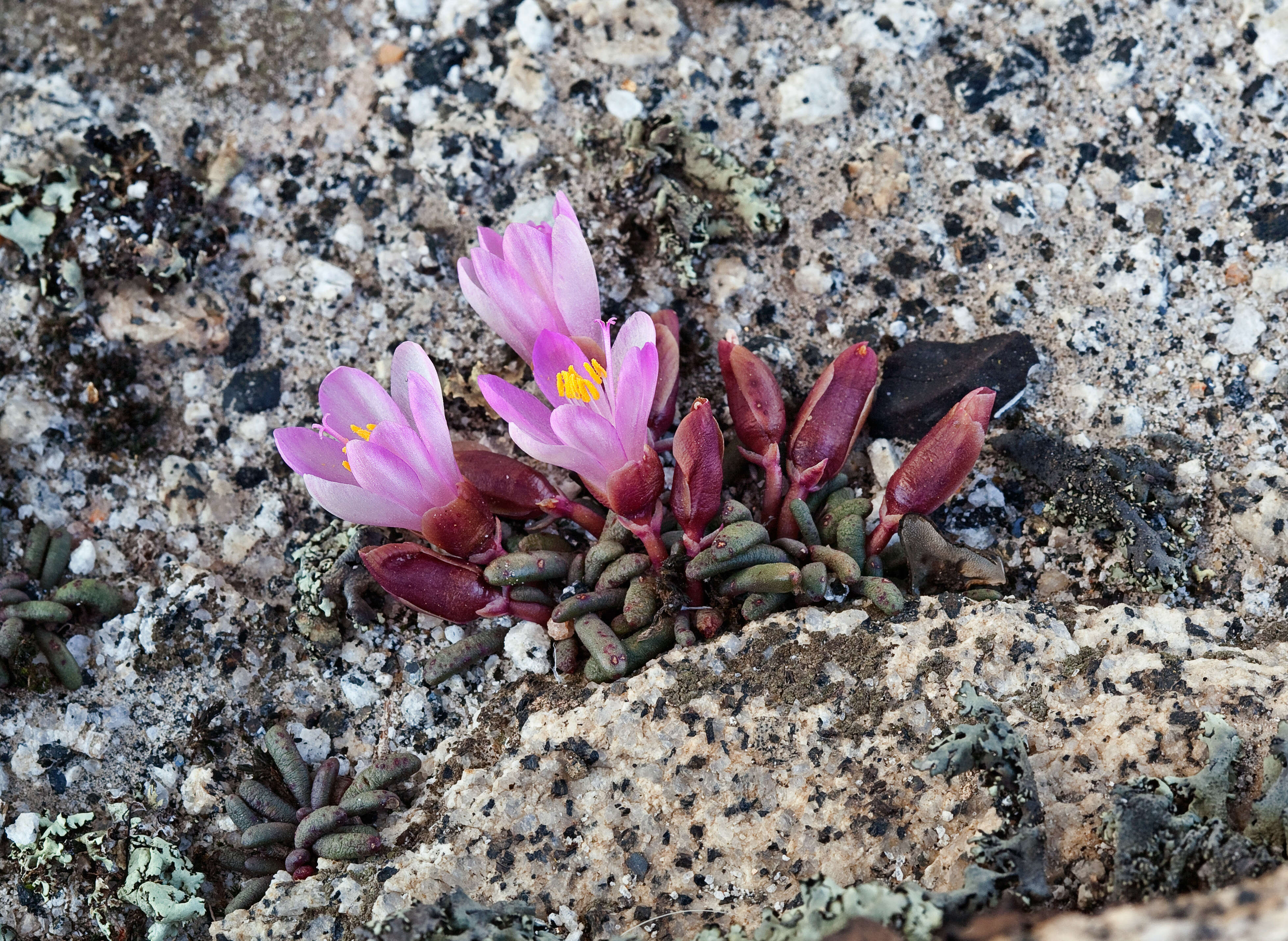 Image of Yosemite bitterroot