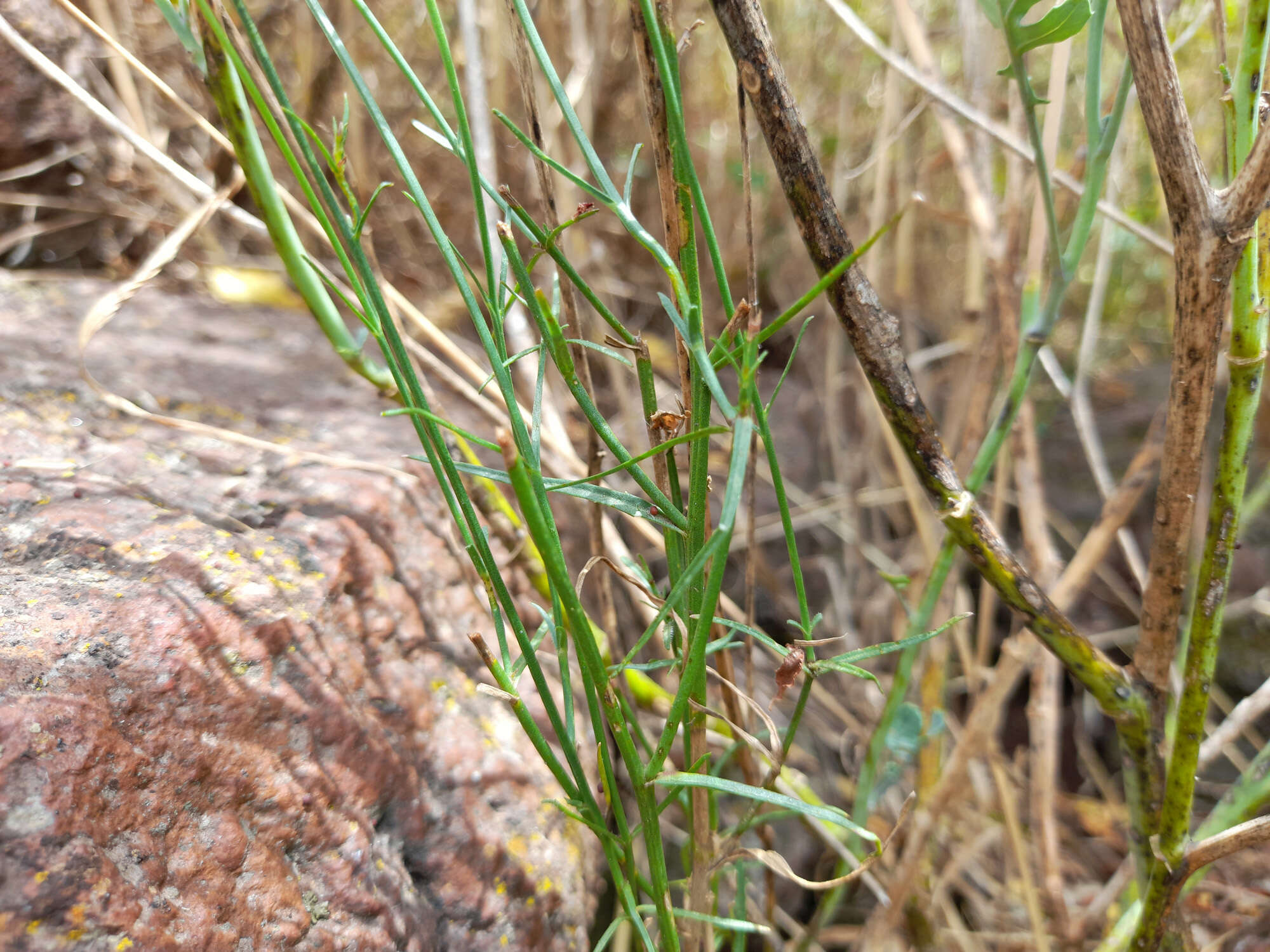 Imagem de Wahlenbergia luteola P. J. Sm.