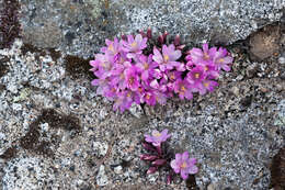 Image of Yosemite bitterroot