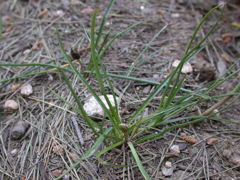 Слика од Colchicum stevenii Kunth