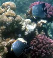 Image of Blue chevron Butterflyfish