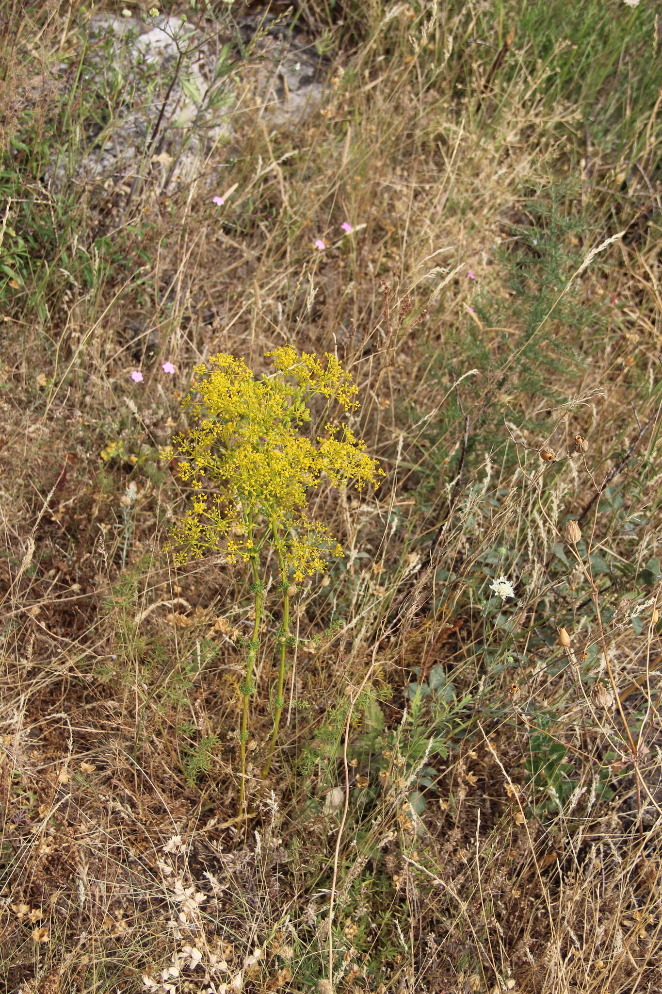 Image of Ferulago campestris (Besser) Grec.