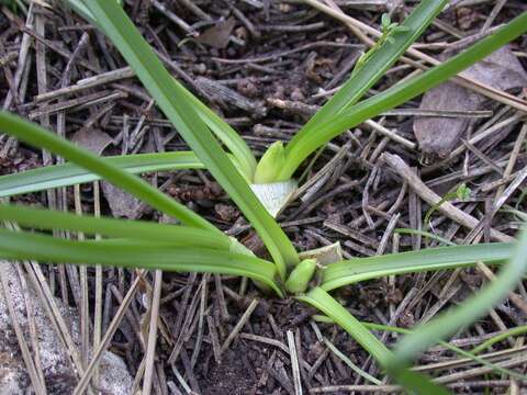 Image of Colchicum stevenii Kunth