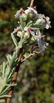 Image of <i>Eriocephalus <i>africanus</i></i> var. africanus