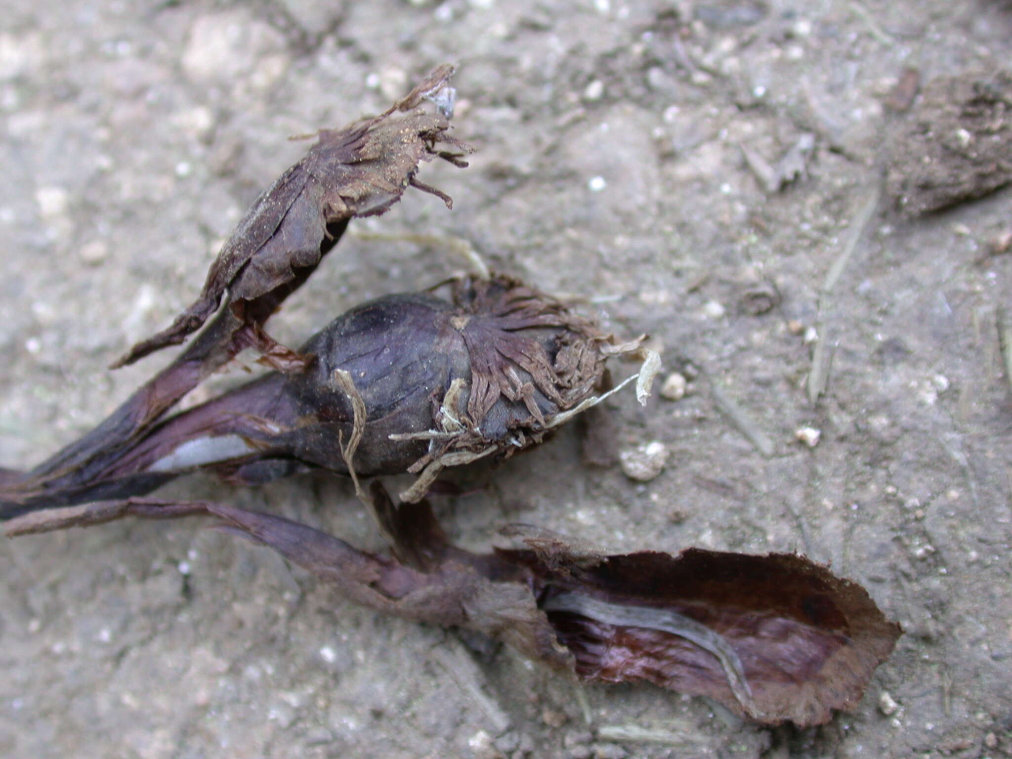 Слика од Colchicum stevenii Kunth