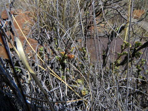 Image of Hermannia desertorum Eckl. & Zeyh.