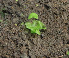 Image of sensitive fern