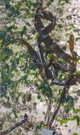 Image of Pterygophora californica