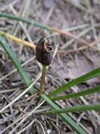 Слика од Colchicum stevenii Kunth