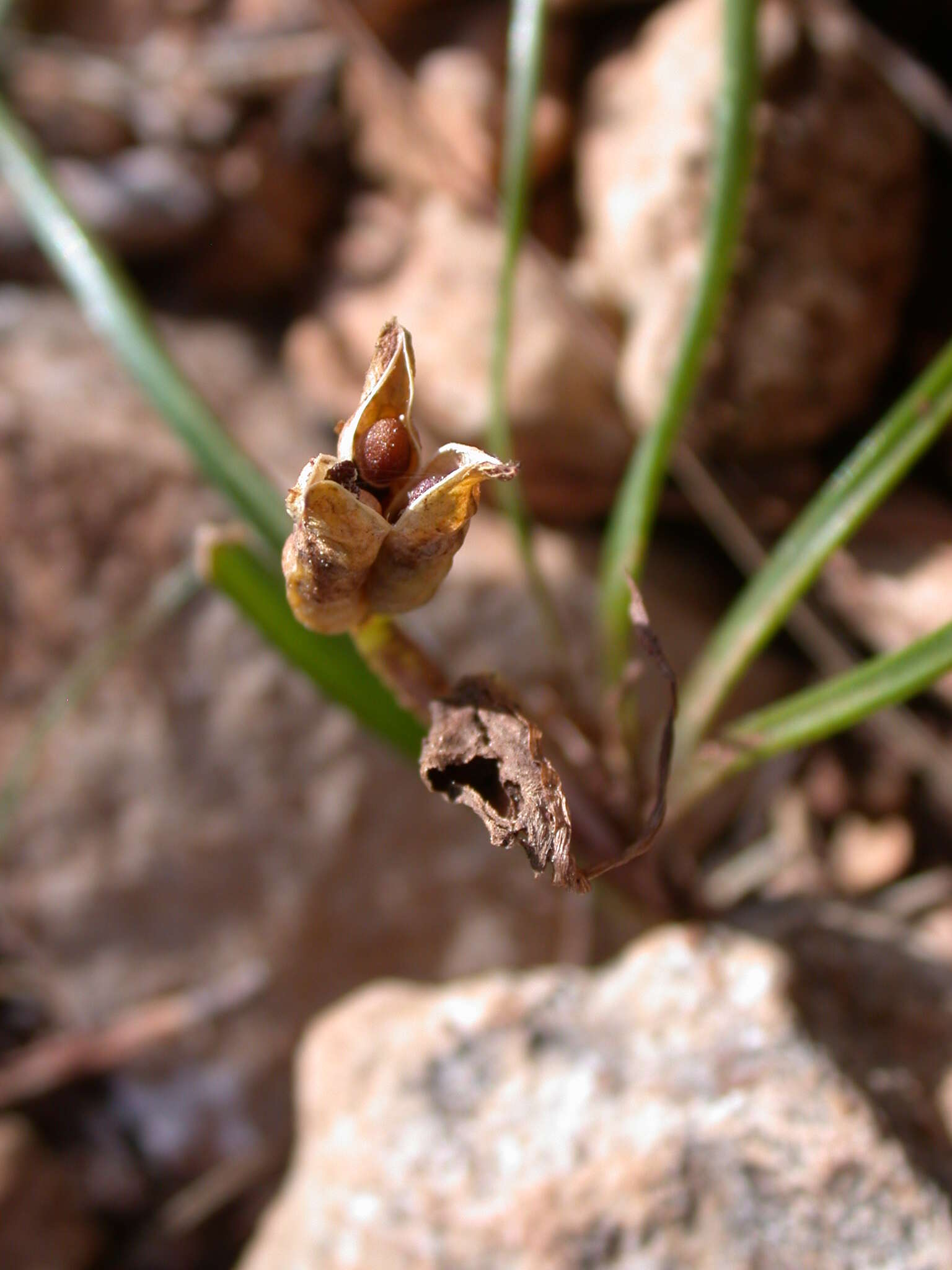 Слика од Colchicum stevenii Kunth