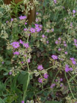 Слика од Acleisanthes chenopodioides (A. Gray) R. A. Levin