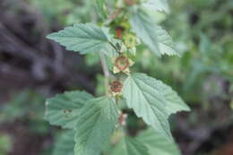 Image of shrubby false mallow