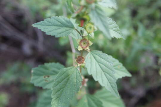 Image of shrubby false mallow