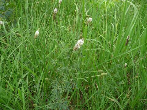 Imagem de Dalea candida var. candida