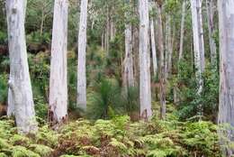 Image of Saligna Eucalyptus