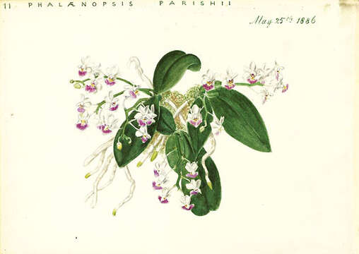 Image of Phalaenopsis parishii Rchb. fil.