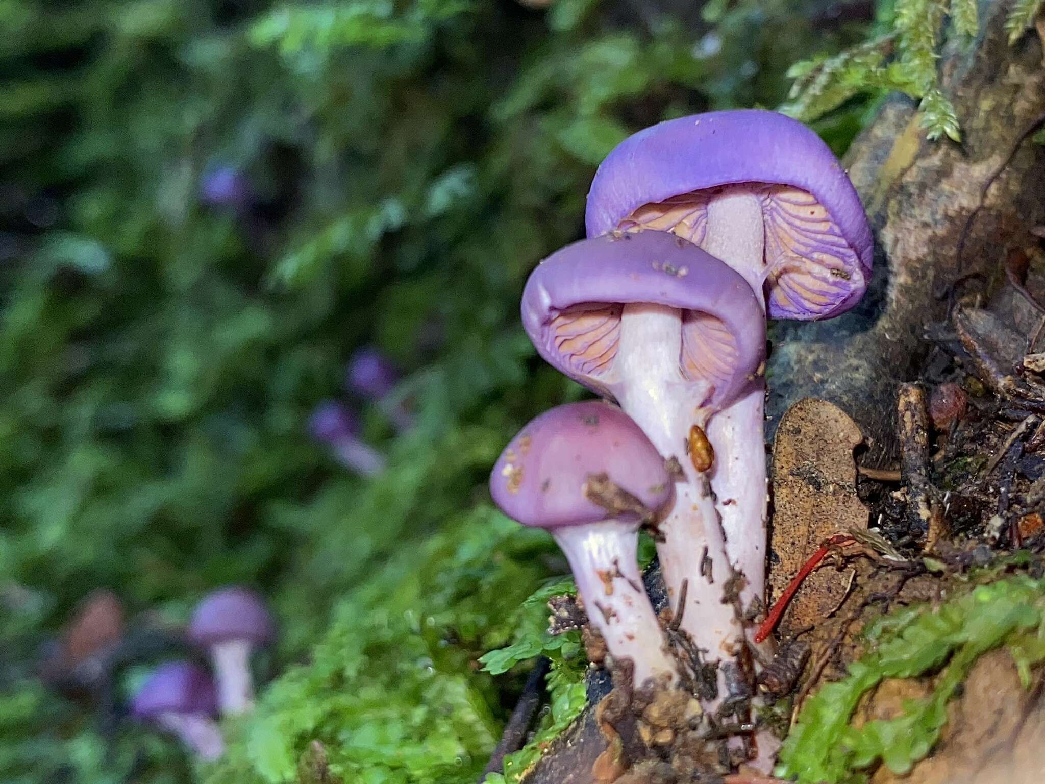 Image of Cortinarius lubricanescens Soop 2001