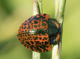 Image of Stolas lacordairei (Boheman 1850)