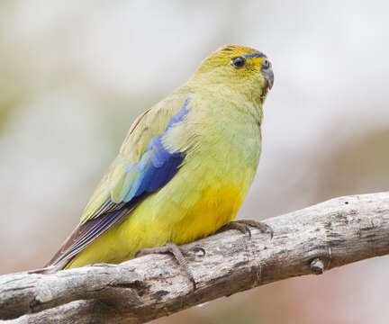 Image of Blue-winged Parrot