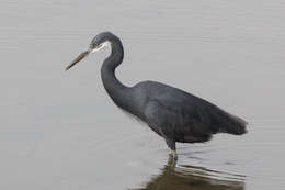 Image of Western Reef Heron