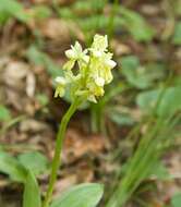 صورة Orchis pallens L.