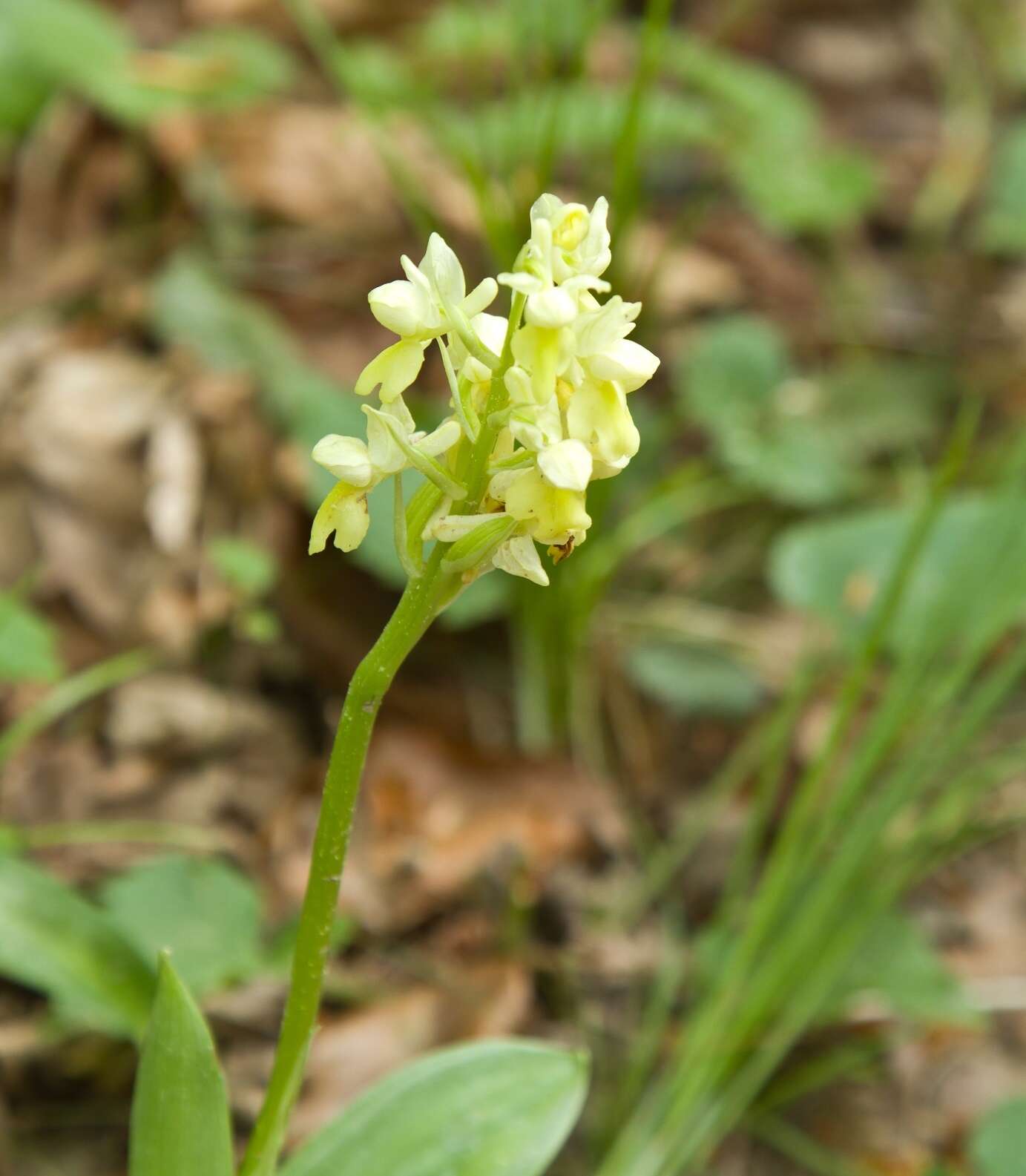 صورة Orchis pallens L.