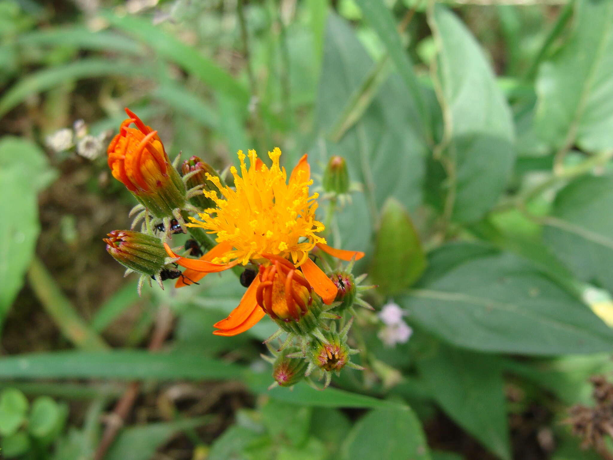 Image de Pseudogynoxys haenkei (DC.) Cabrera