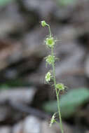 Image of naked miterwort